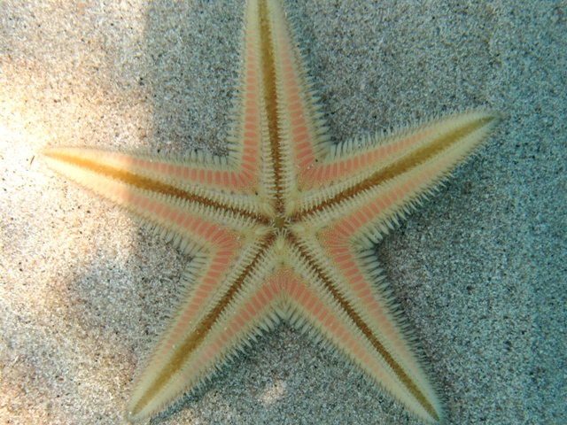 Astropecten jonstoni (Delle Chiaje, 1827)